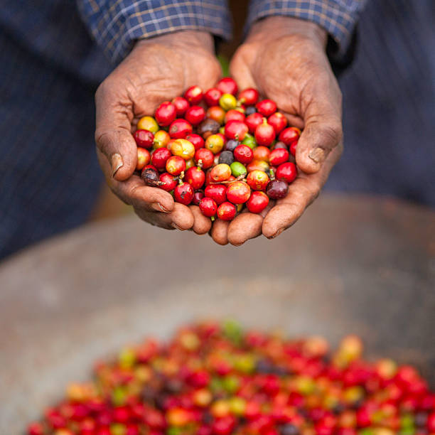 comércio justo fazenda de café queniano - coffee crop farmer equality coffee bean - fotografias e filmes do acervo