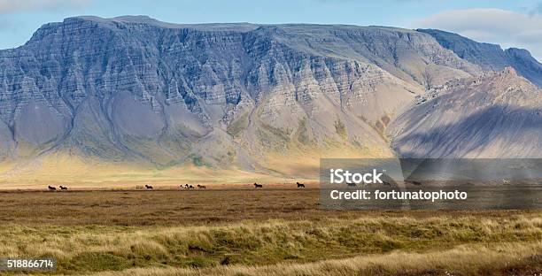 Wild Horses Stock Photo - Download Image Now - Animals In The Wild, Europe, Horizontal