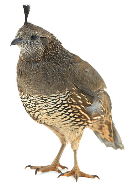 istock female California Quail 518867598