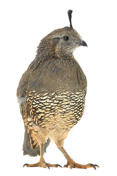istock female California Quail 518867622