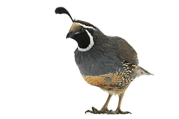 California Quail on a white background