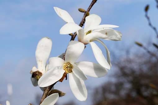 A delicate spread of pure white star magnolia blossom against a softly-clouded sky in early spring in southern England.