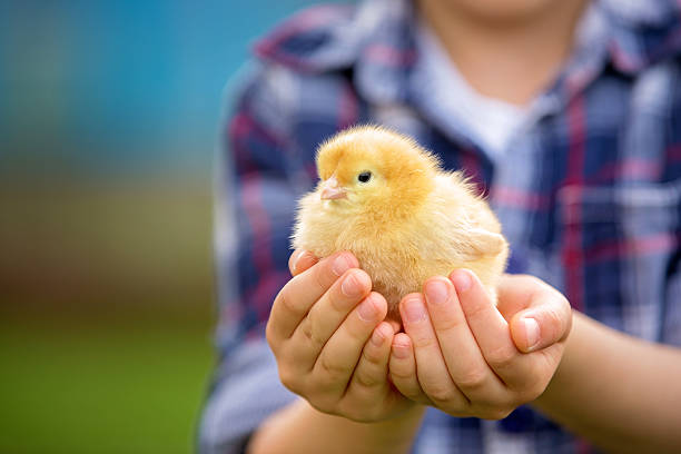 Sweet cute child, preschool boy, playing with little newborn chi Cute preschool boy, caressing little baby chick in the park, springtime baby chicken photos stock pictures, royalty-free photos & images