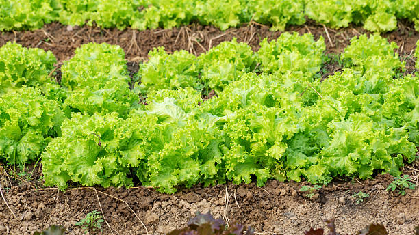 istock lettuce plant in the vegetable garden. 518871224
