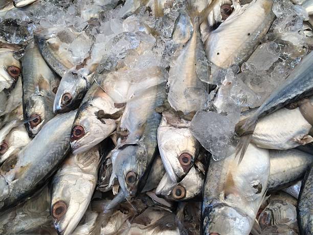 Black Sea fresh scad fish. Background