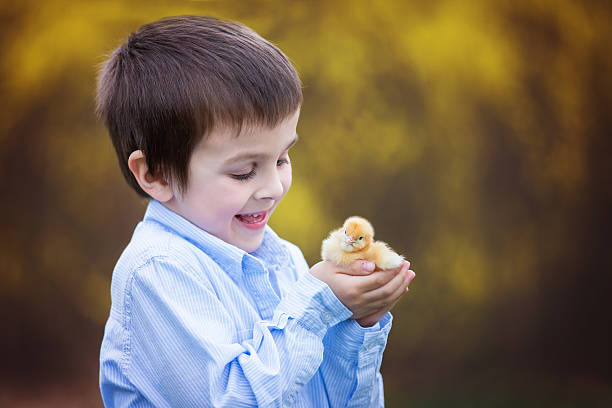 istock Little chick in child hands 518871506