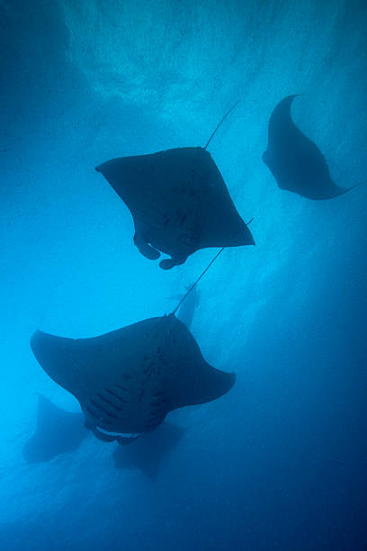 istock Manta Rays and Plankton - Palau, Micronesia 518871562