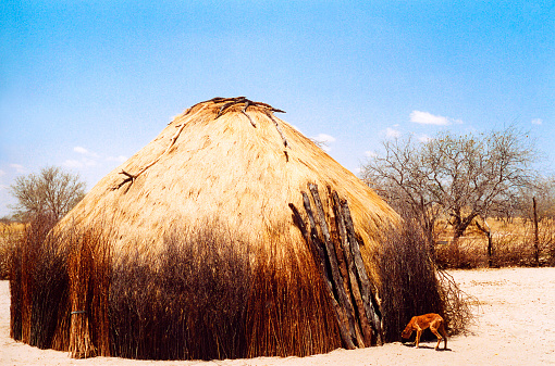 Botswana: San Bushmen grass hut and a skinny dog (close-up), with blue sky background. Copy space in the sky. Shot in the Kalahari Desert.