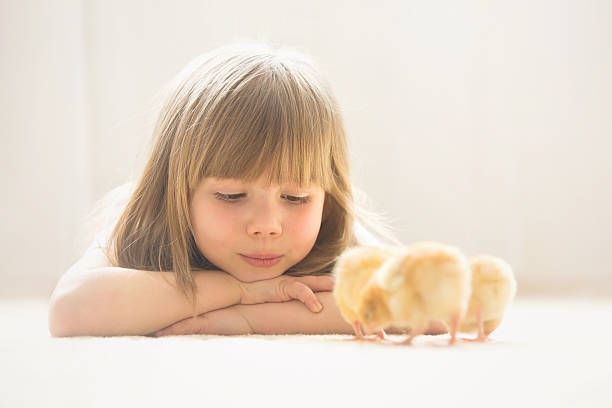 giovane bella ragazza, giocando con piccolo neonato pulcino a casa - baby chicken young bird easter bird foto e immagini stock