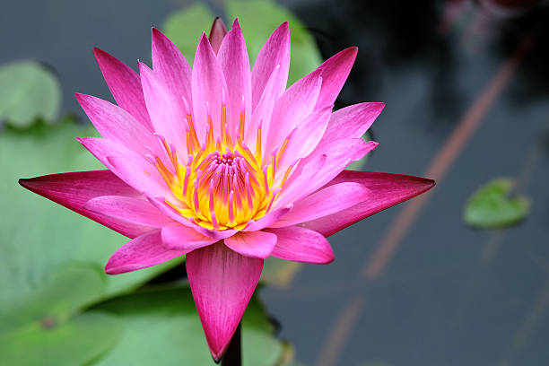 istock beautiful lotus flower in the pond 518873017