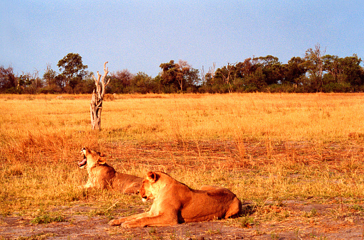 Botswana safari: two female lions at golden hour in orange grass, one roaring. Copy space in the pale blue sky.