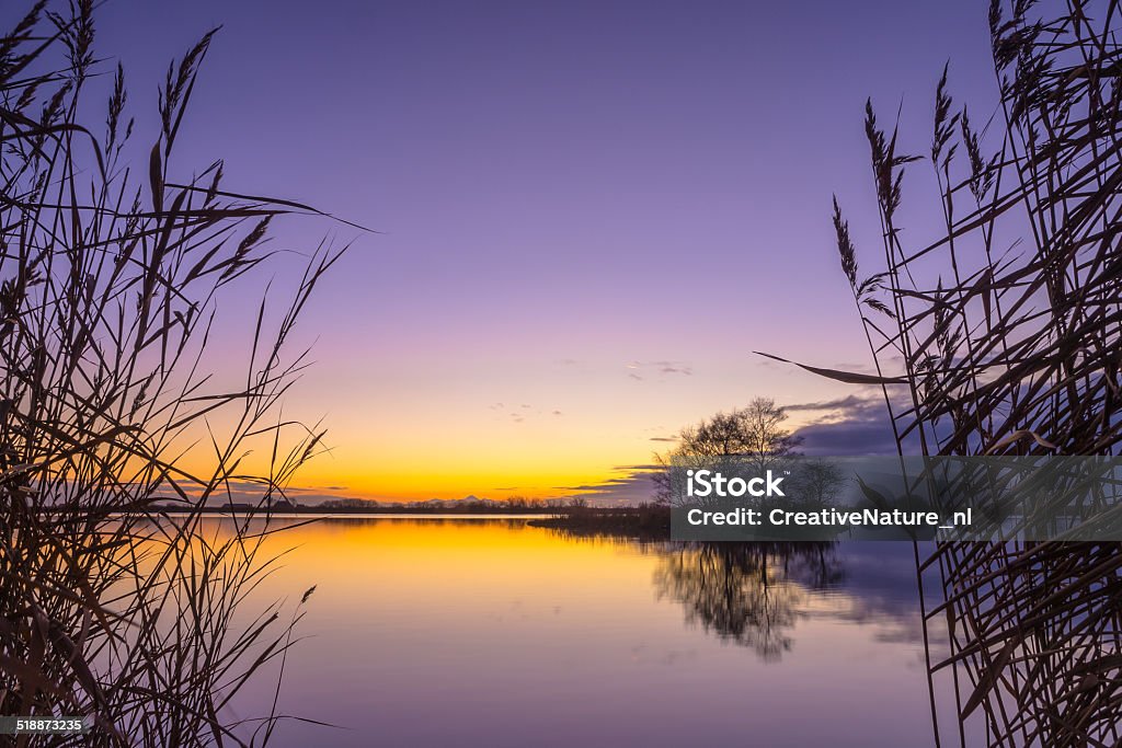 Silhouette of Reed with serene Lake during Sunset Blue and yellow Sunset over a Tranquil lake Backgrounds Stock Photo