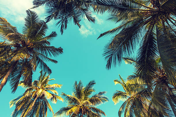 árvores de palma - directly below fotos imagens e fotografias de stock