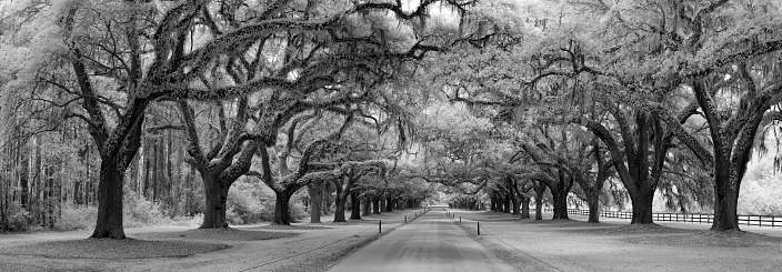 An infrared image of an Oak Tree Avenue in Charleston, South Carolina.