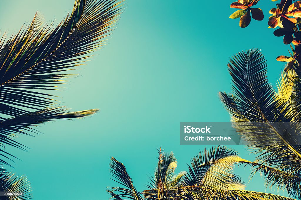 Palme - Foto stock royalty-free di Sfondi