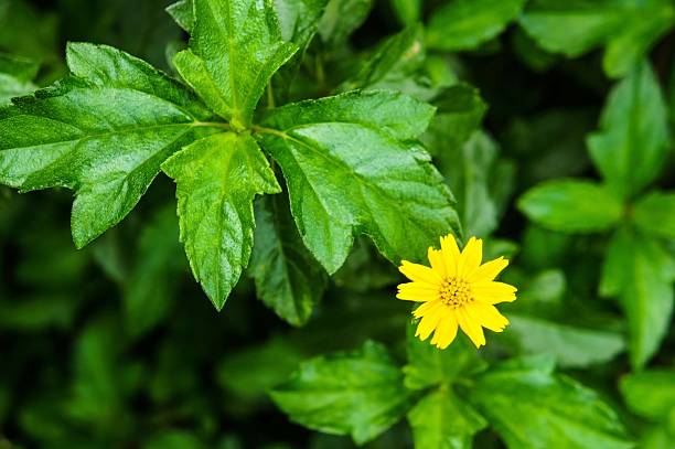 istock Wedelia trilobata flower 518875019