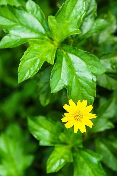 istock Wedelia trilobata flower 518875025