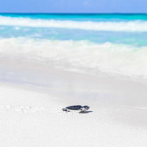 tartaruga marina neonato su una splendida spiaggia di raggiungere il mare. - sea turtle square shape square endangered species foto e immagini stock