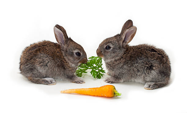 istock two little gray rabbits with carrot, white background 518875573