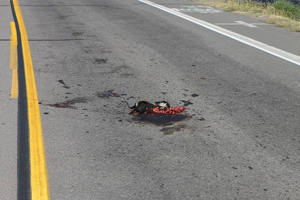 istock Dead Bloody Roadkill Skunk in Street 518877201