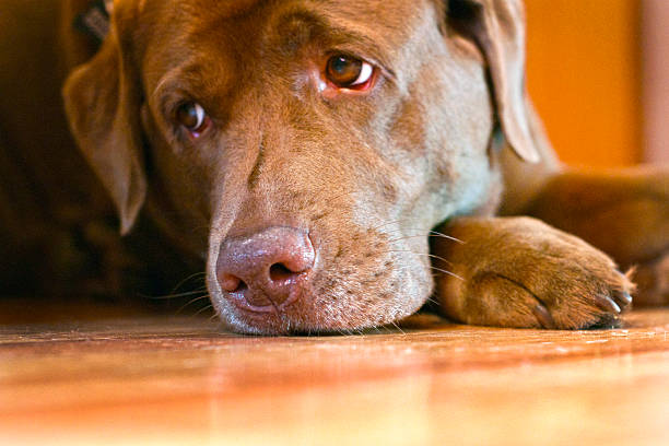 Labrador dogs who feel the temperature is very hot