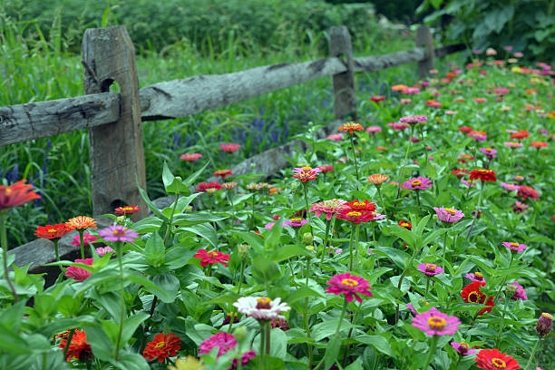 istock Zinnia and Fence 518878525