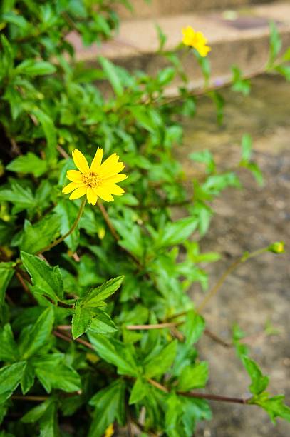 istock Wedelia trilobata flower 518878965