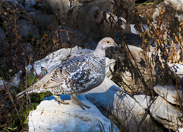 femme crépuscule (bleu) grouse-phasianidae dendragapus obscurus - tétraoninés photos et images de collection