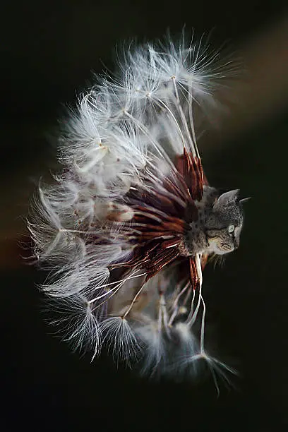 digiart - a cat head on a dandelion
