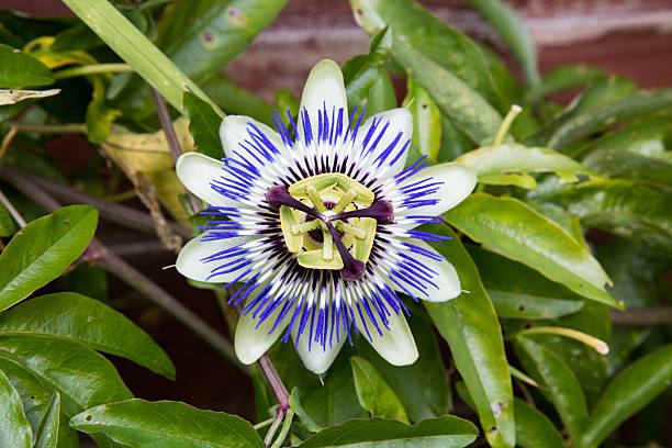istock Closeup to a purple Passion flower 518880555