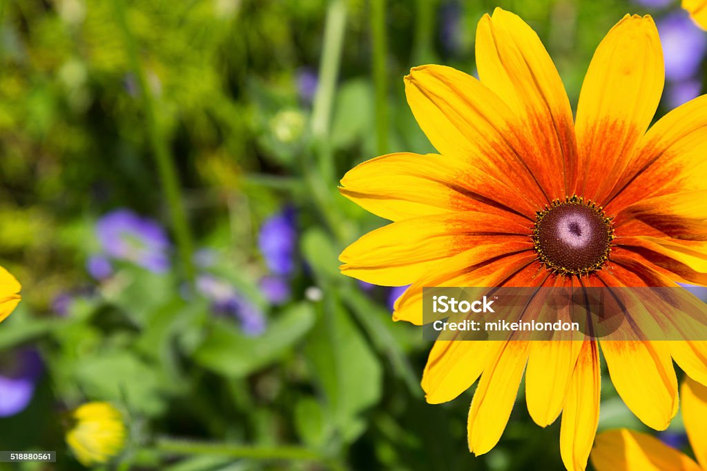 Bright Yellow rudbeckia Flower Bright Yellow rudbeckia Flower with copy space on the left Beauty Stock Photo