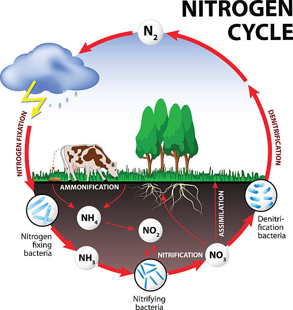 Nitrogen cycle Nitrogen cycle. The processes of the nitrogen cycle transform nitrogen from one form to another. Illustration of the flow of nitrogen through the environment. nitrogen stock illustrations