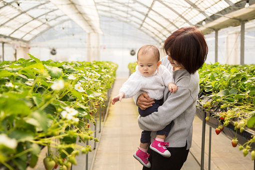 Grandmother holding her granddaughter whilst she points at strawberries. Okayama, Japan. February 2016.