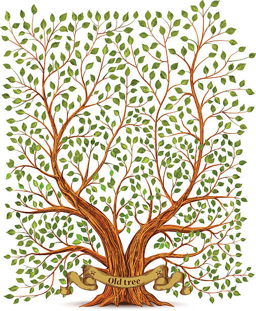 illustrations, cliparts, dessins animés et icônes de vieux vintage, illustration de vecteur d'arbre - olive tree tree root old