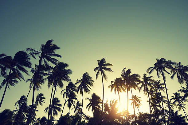 Palm Trees At Sunset Stock Photo - Download Image Now - Coconut Palm Tree,  Africa, Back Lit - iStock