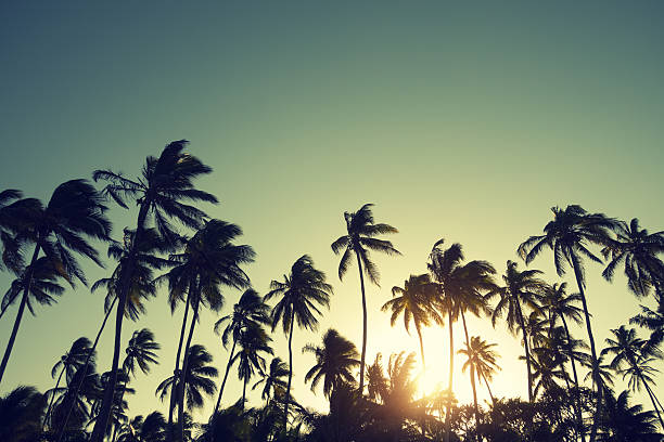 Palm Trees At Sunset Stock Photo - Download Image Now - Coconut Palm Tree, Africa, Back Lit - iStock Palm Trees At Sunset Stock Photo - Download Image Now - Coconut Palm Tree, Africa, Back Lit - iStock