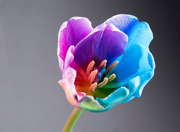 macro image of a multi coloured tulip on grey background - lale fotoğraflar stok fotoğraflar ve resimler