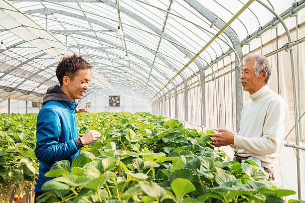 istock Farmers talking in a greenhouse 518883870