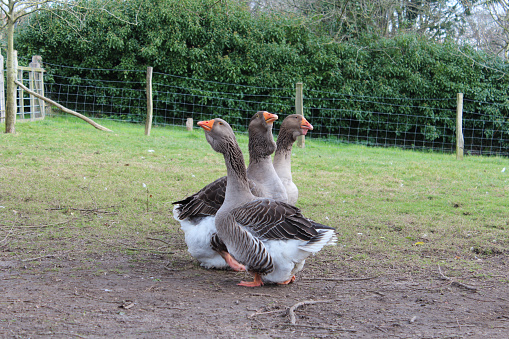 a trio of toulouse geese