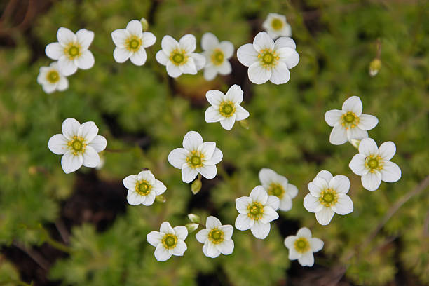 Flowering plant Saxifraga cesium, or setlista (Saxifraga caesia). White flowers of the saxifrage, grass, leaves, stems