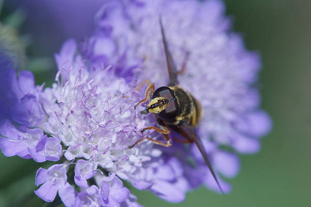 sirfido en skabiosa - insect fly animal eye single flower fotografías e imágenes de stock