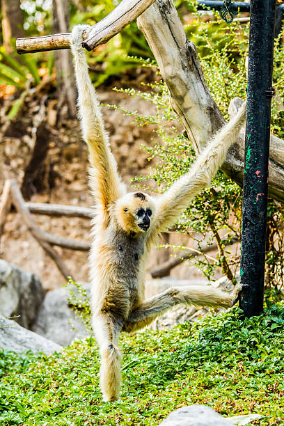 istock gibbon in chiangmai Thailand 518887302