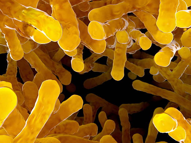 bactérias colónia, bacilos - anti bacteria imagens e fotografias de stock