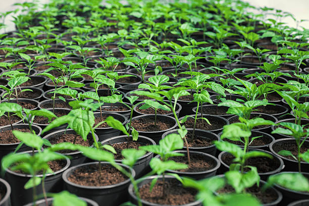 istock Seedlings of pepper 518889282