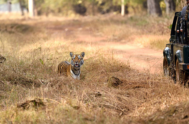 istock Alert royal bengal tiger 518889400