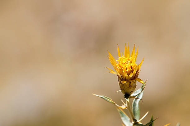 istock Yellow flower, detail. 518893079