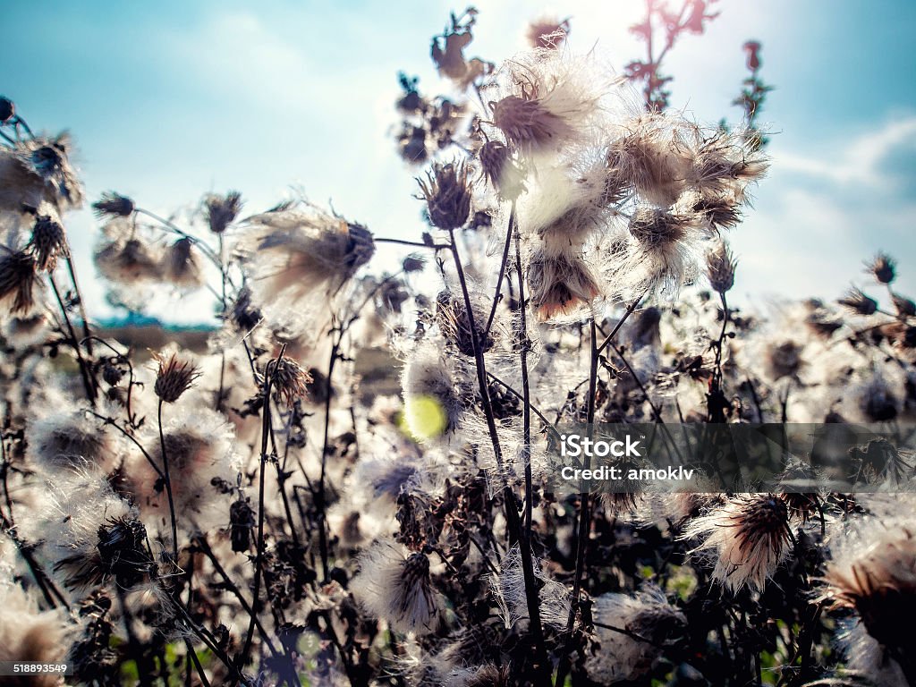 Great burdock White fluffy great burdock close-up Agricultural Field Stock Photo