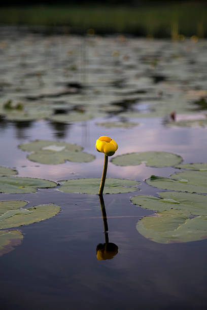 istock Yellow water lily reflected in water 518894033