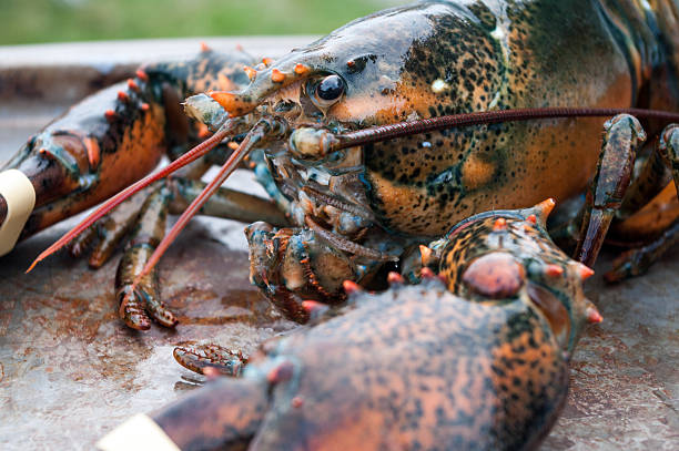 na żywo lobster - grand manan island zdjęcia i obrazy z banku zdjęć