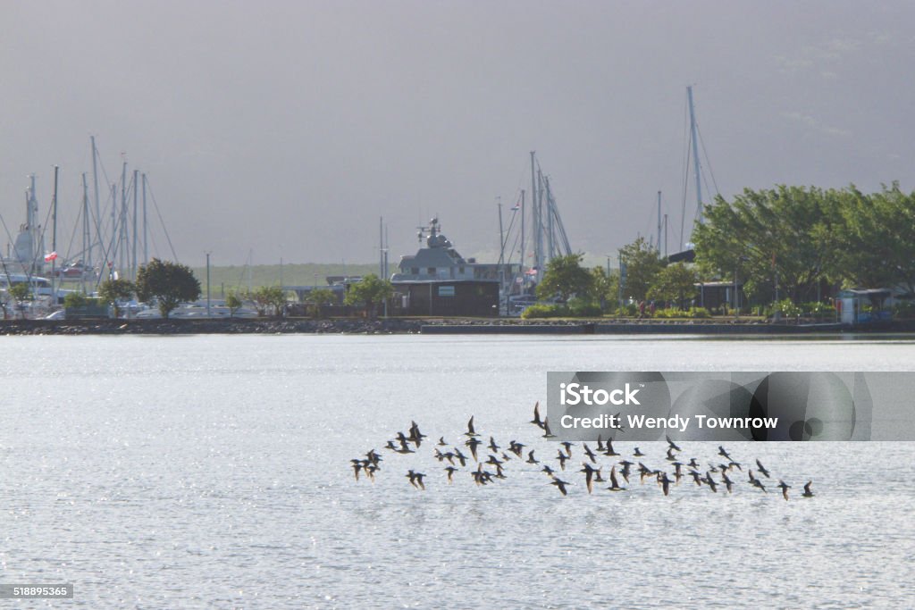 grey tailed tattlers take flight grey tailed tattlers take flight, Cairns, Queensland, Australia Animal Stock Photo